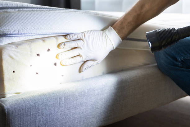Flea Control Services in Pleasantville, NY